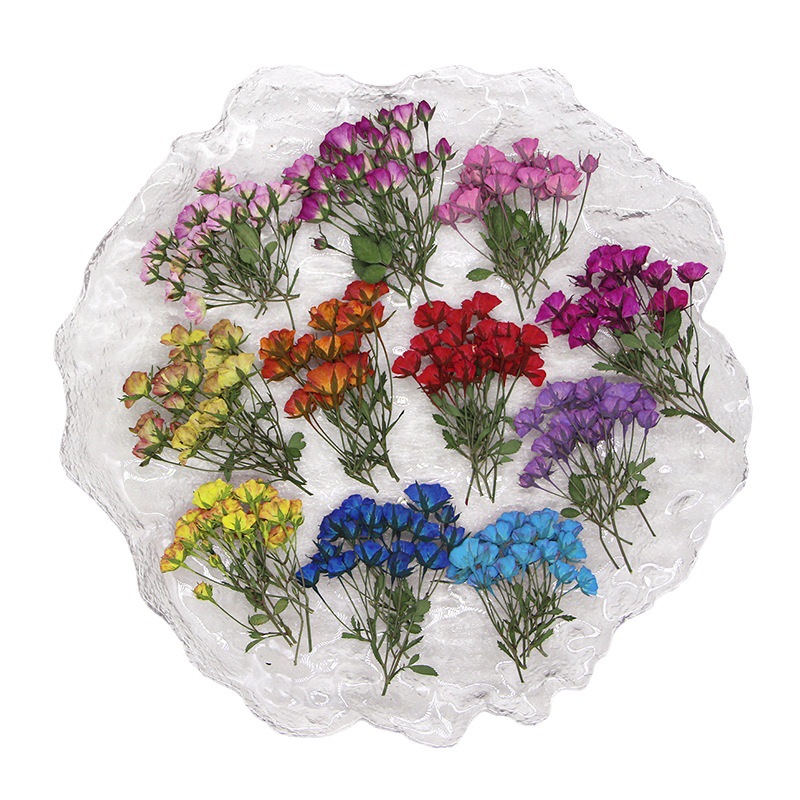36X ditekan kering multi-kepal - Dried Flower Bookmark ulasan dan harga